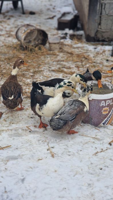 De vanzare   rățoi