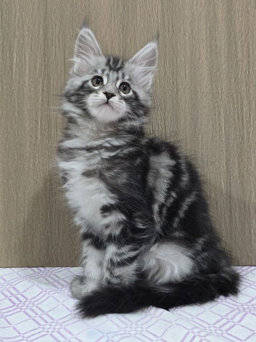 Мейн-кун девочка