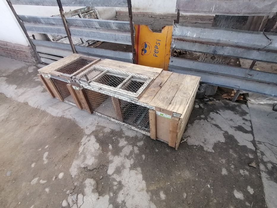 QUYON katak sotiladi