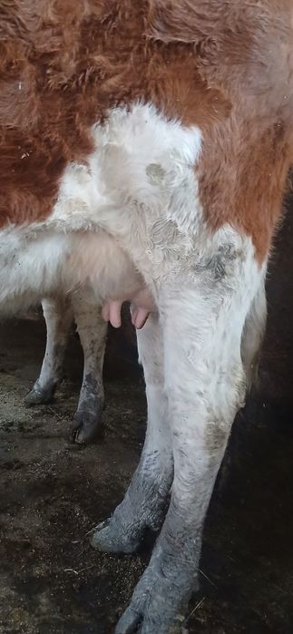 Vând vaci bune de lapte