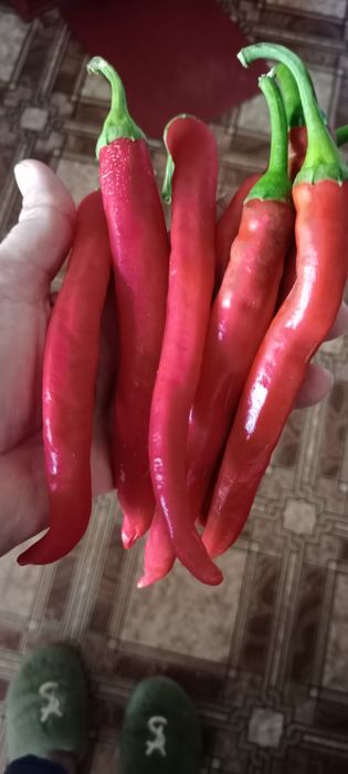 Рассада перцев сладких и острых