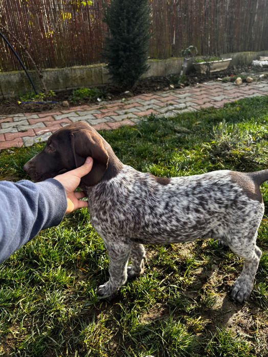 Brac German cu păr scurt