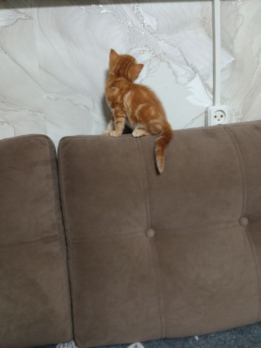 Продам британскую кошечку