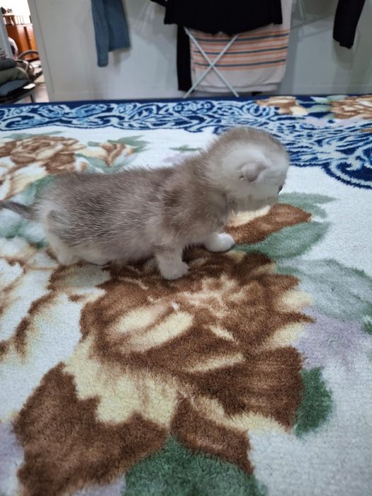 Шотландский вислоухий котенок