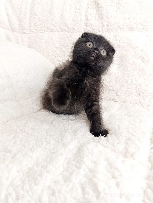 Британски късокосместа и шотлански клепоухи