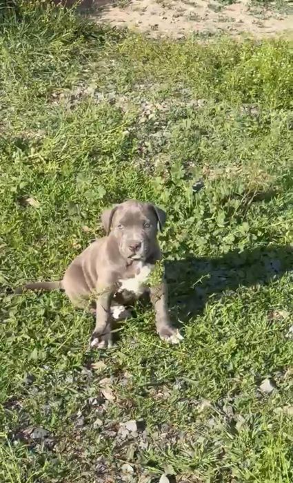 Питбуль Щенки Кубинский