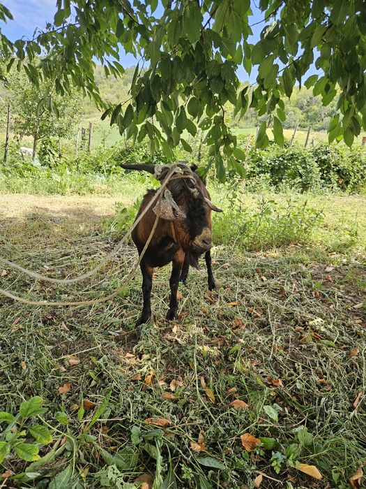 Vând țap alpin ,vârstă un an  .
