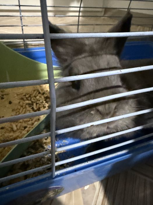 Продам кролика с клеткой