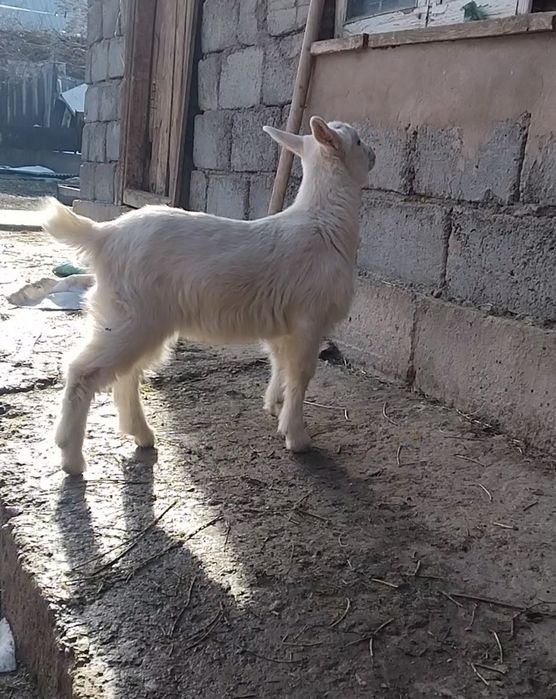 Занен сауынды ешкі  сатылады