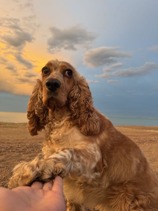 Вязка английский кокер спаниель