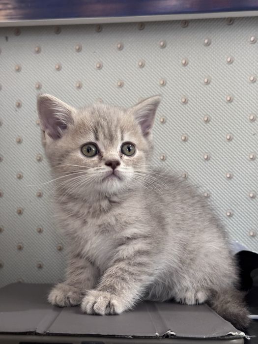 Котята британцы 2 месяца