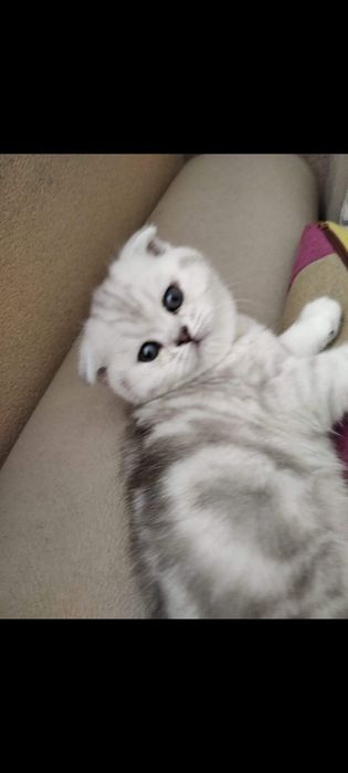 Шотландские котята