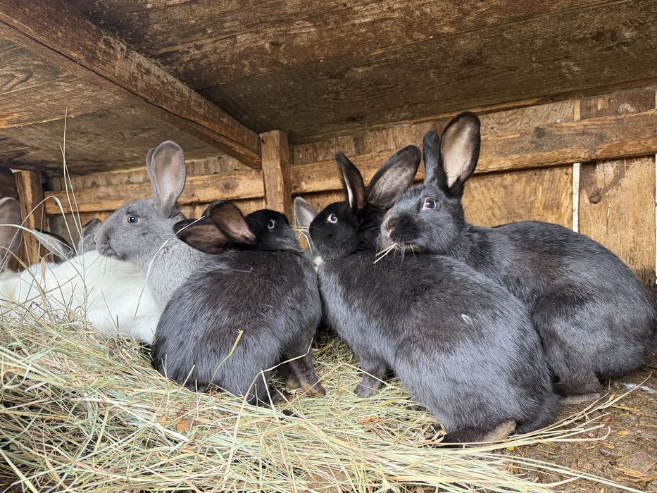 Vand iepuri si iepuroaie cu pui