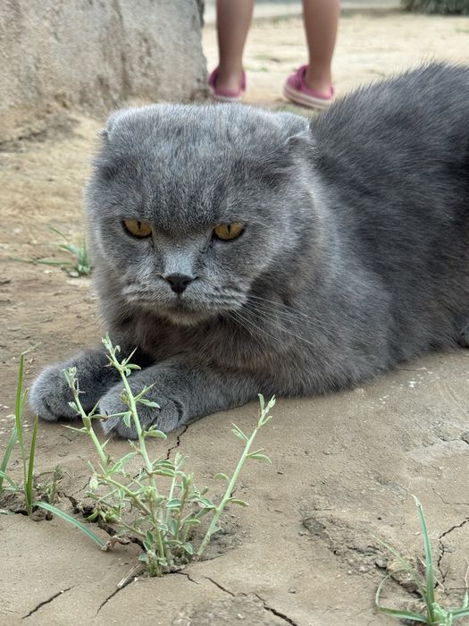 Skotish fold  erkak mushu