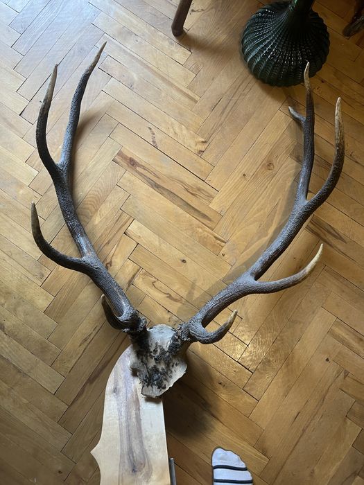 Еленски рога трофей / 85 см дължина