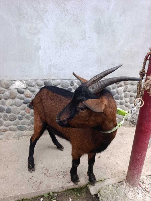 Vând iedita la prima fatare