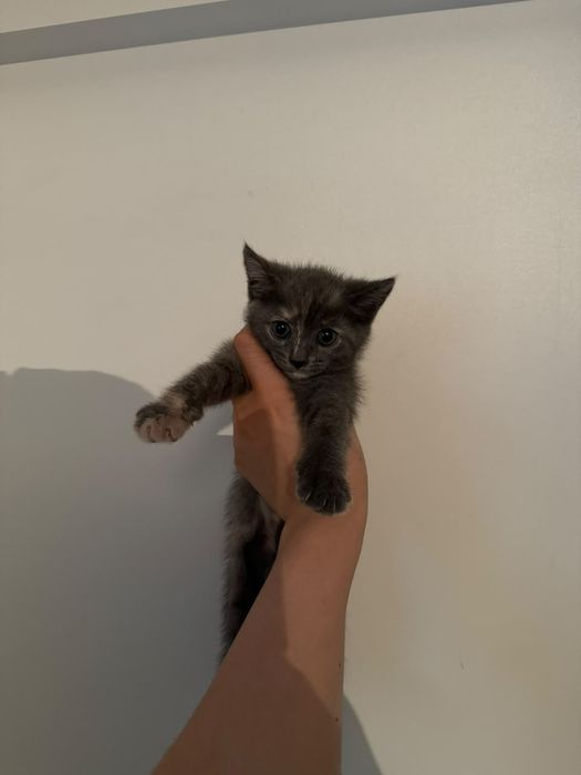 Отдам кошку с котенком