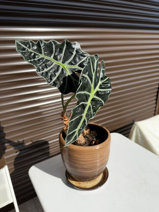 Monstera Adansonii (Монстера Адансонии) и Alocasia Amazonica Polly (Алоказия Поли)