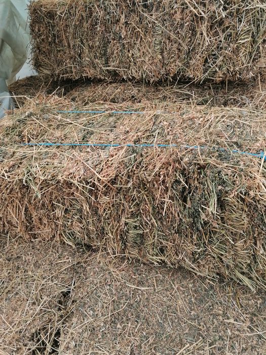 Baloți mici de lucerna