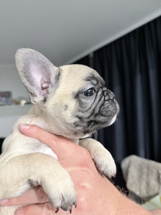 Французкий бульдог