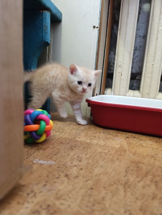 Продам шотландских котят