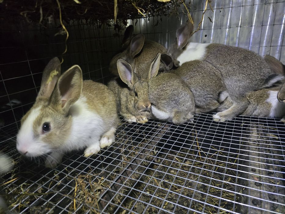 Alb Pannon Hycole Francez iepuri de carne