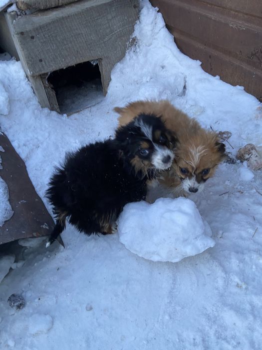 Отдам зенят в добрые руки