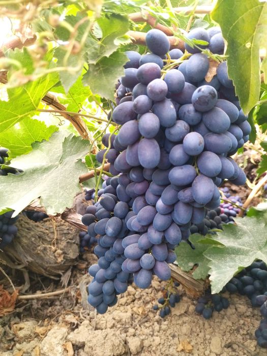 Barcha turdagi mevali va uzum koʻchatlari bor