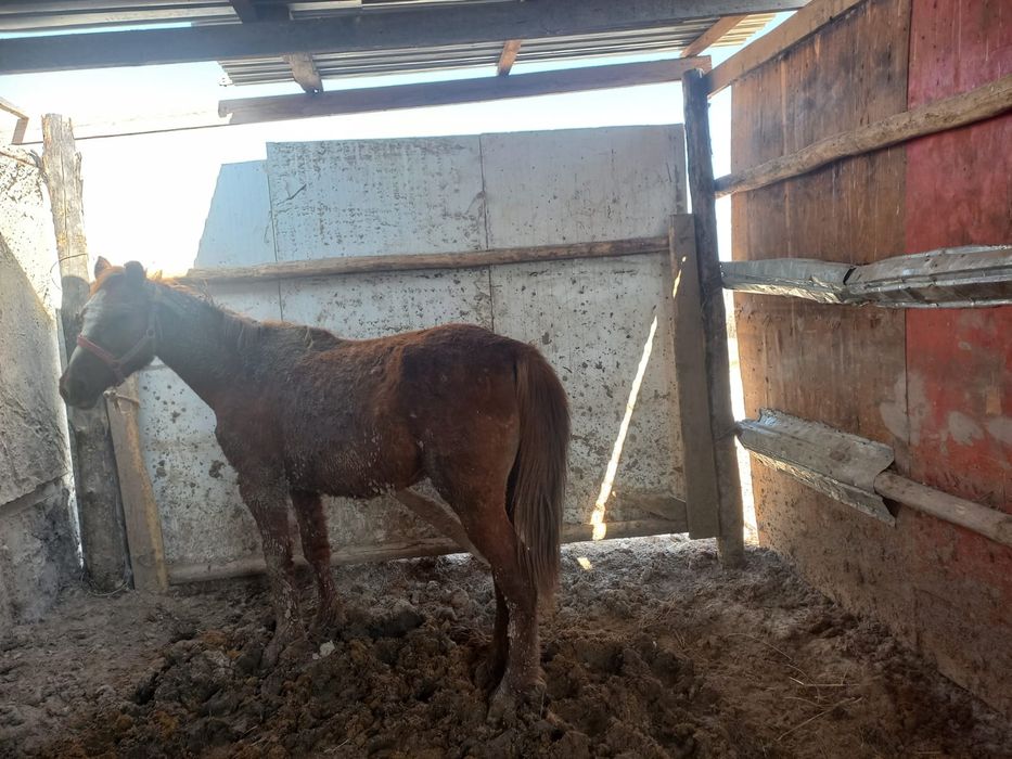 Дөнен бие сатылады