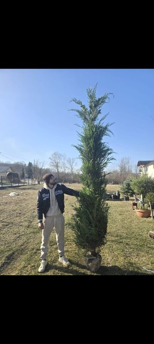 Catalpa  Brazi Leylandii
