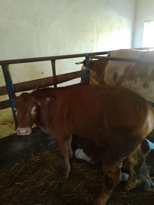 Vînd trei tauri bălțați