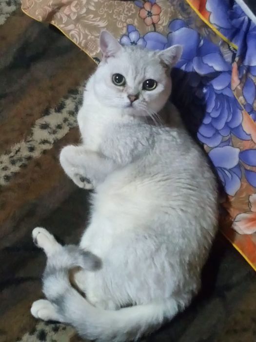 Продаются британские котята