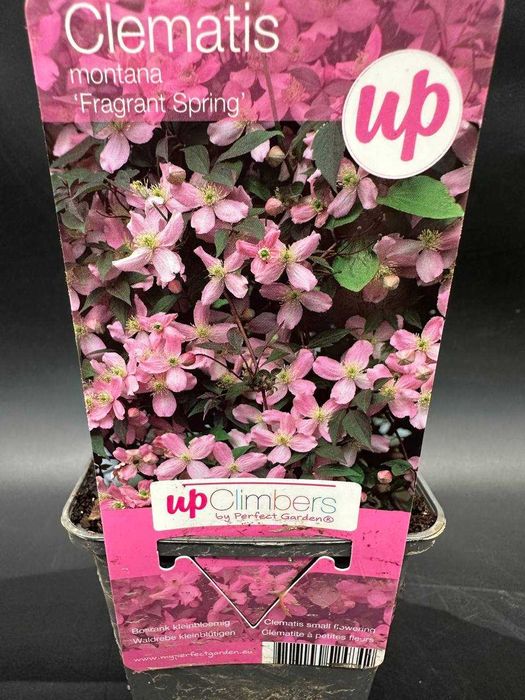 Клематисы обильноцветущие лианы