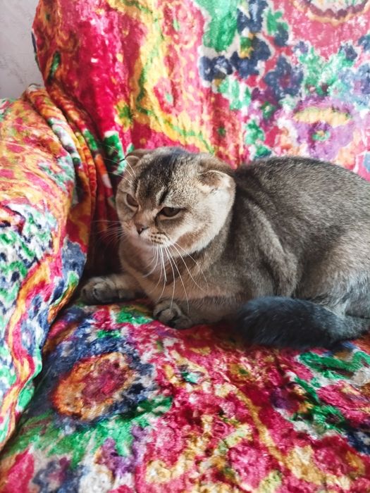 Scottish chinchila 8 oyli