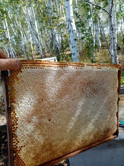 Продам мед со своей пасеки.