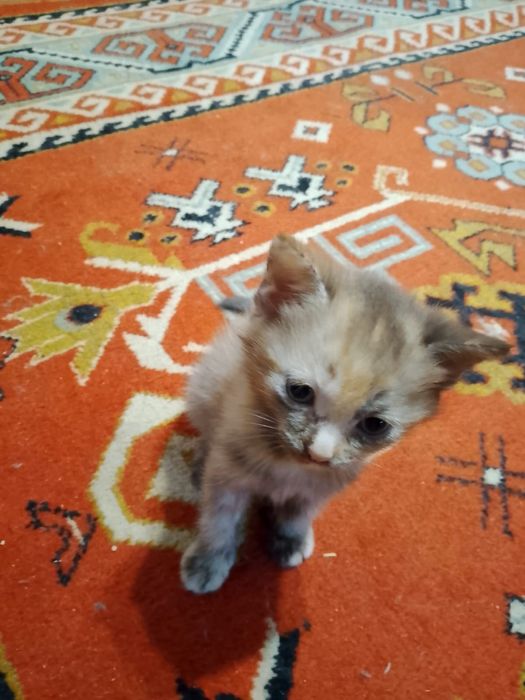 Отдам домашних котят