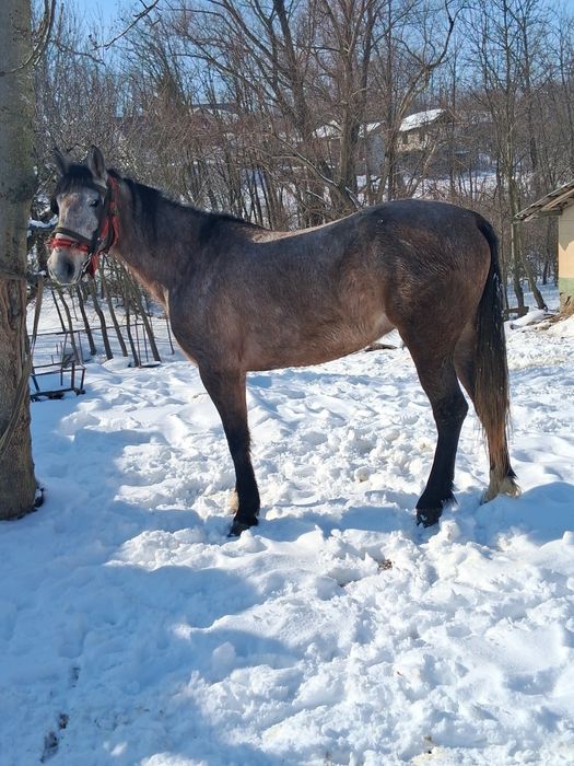 Vând  iapă tânără