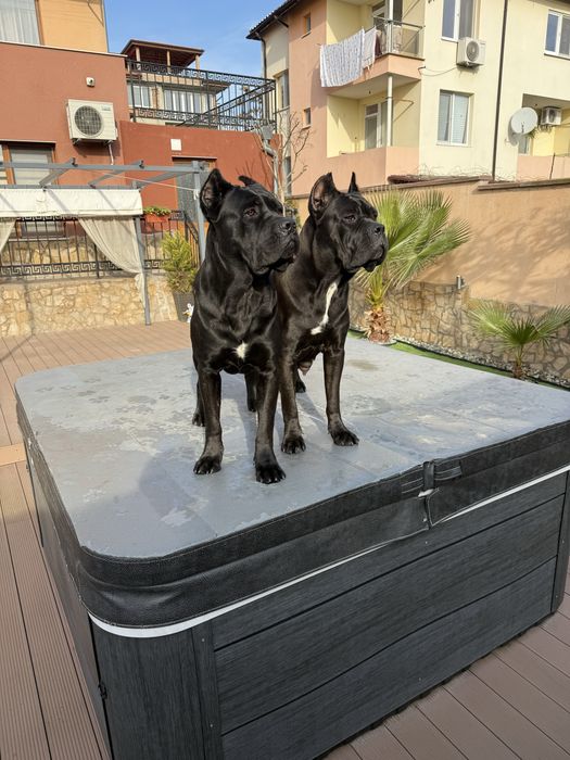 Кученца кане корсо италяно, от чистокръвни родословни родители,шоу кла