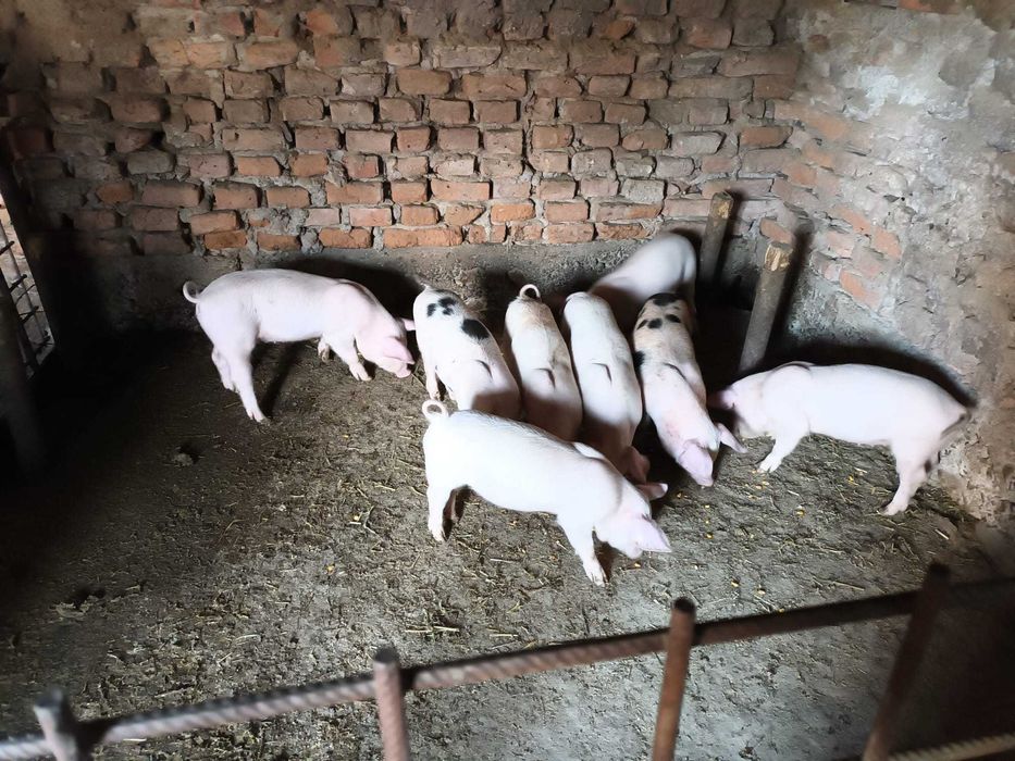 De vanzare Animaluțe