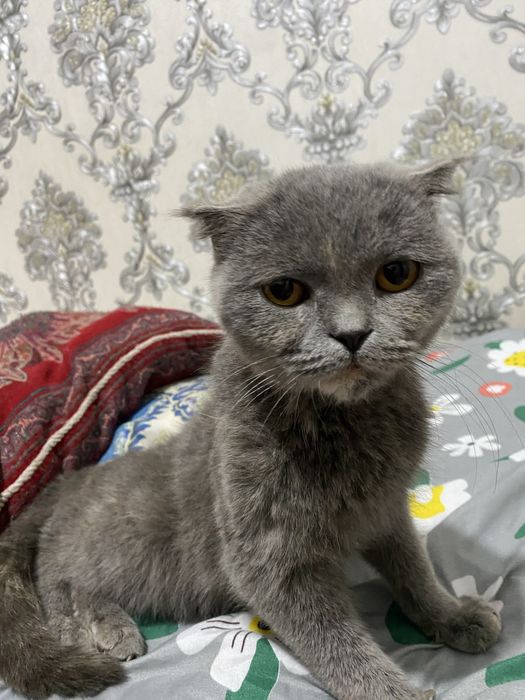 Skotish fold yaxsh boqilgan