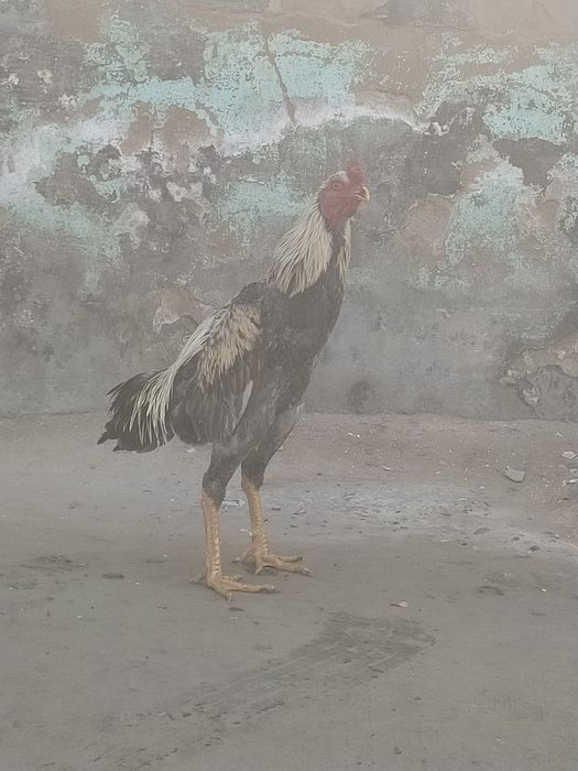 Dakan xo'roz sotiladi