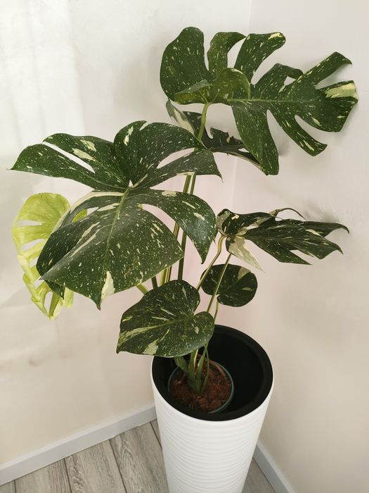 Комнатные цветы.  Есть доставка