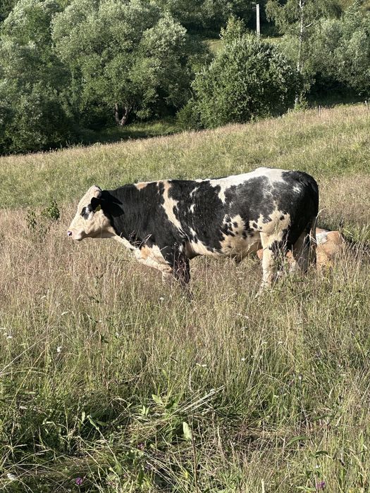 Vand 2 tauri buni de monta