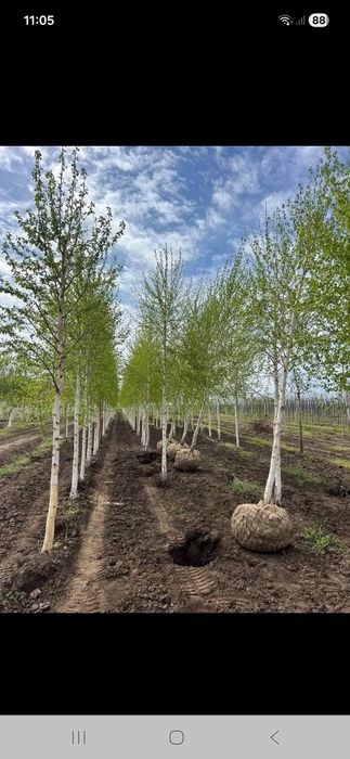 Vînd plante ornametale diferite mărimi