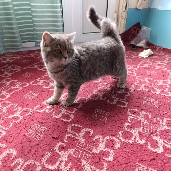 Мушук сотлади жинси айол