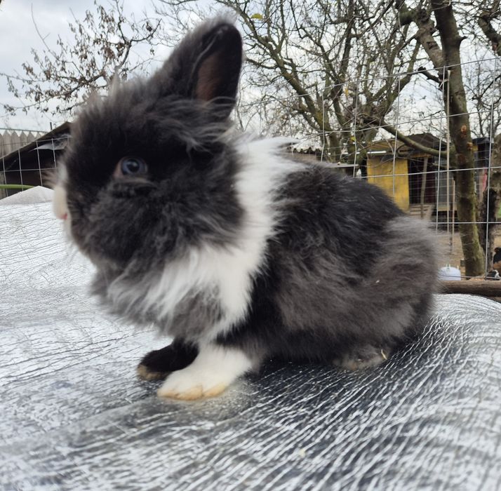 Iepuri cap de leu-mascul