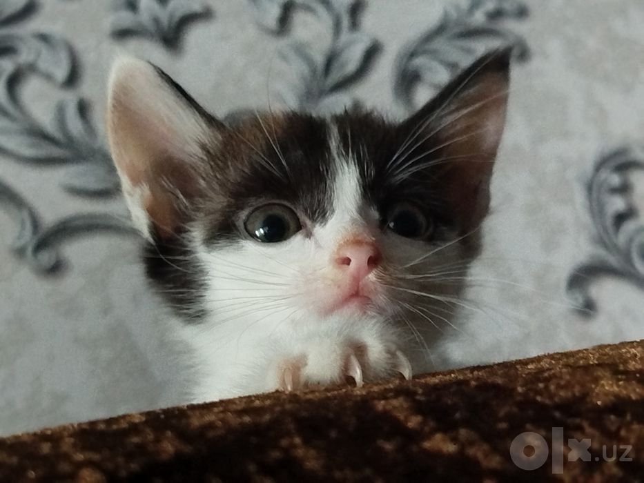 Отдам котёнка с маской Бэтмена
