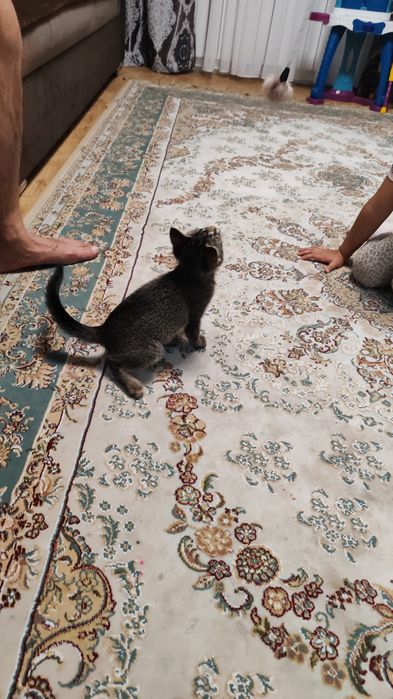 Отдам котенка в добрые руки