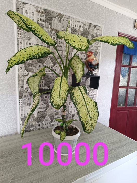 Цветы продамне дорого