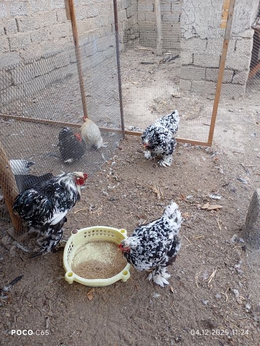 Брама Мраморная!